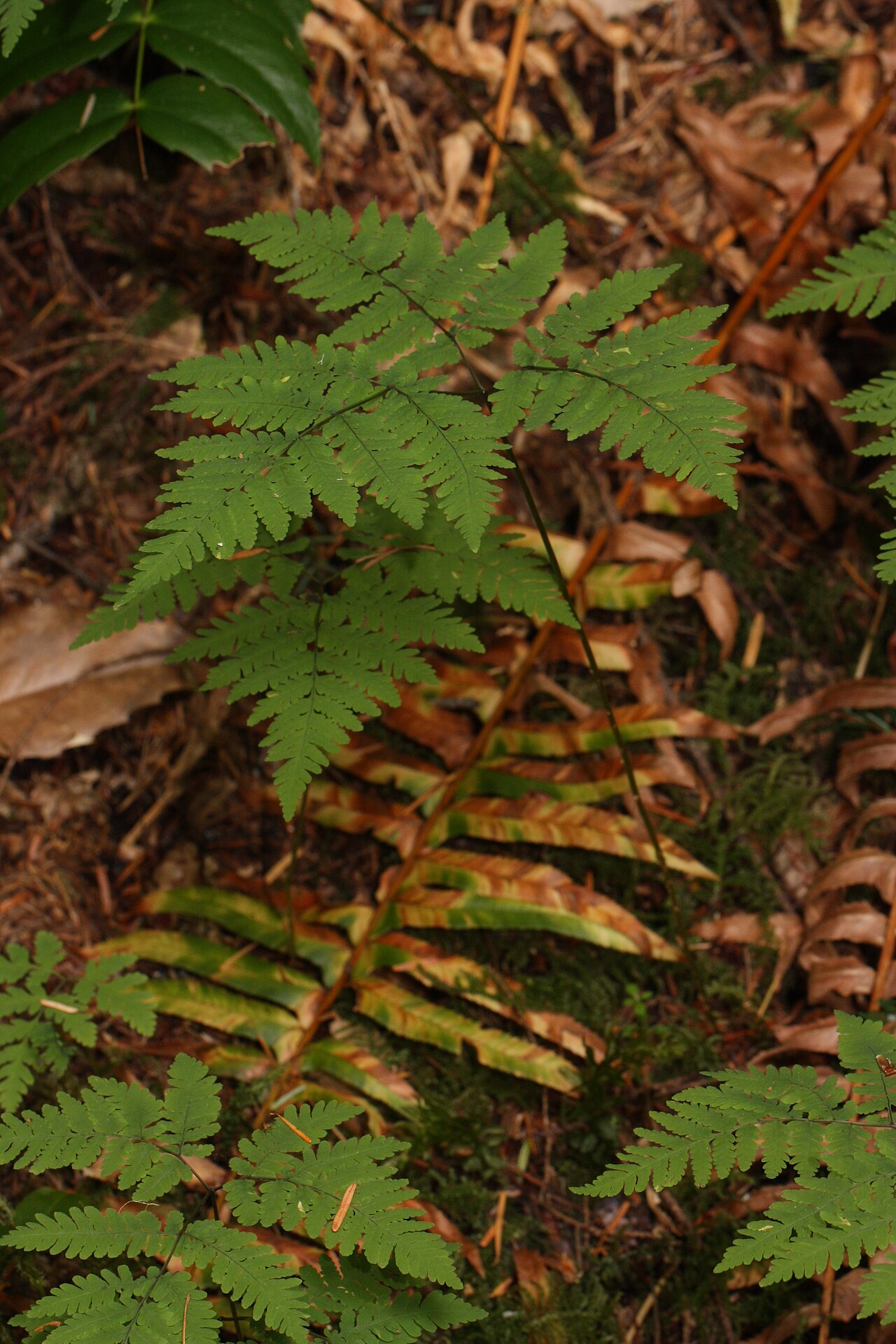Голокучник (Gymnocarpium dryopteris) — внешний вид растения