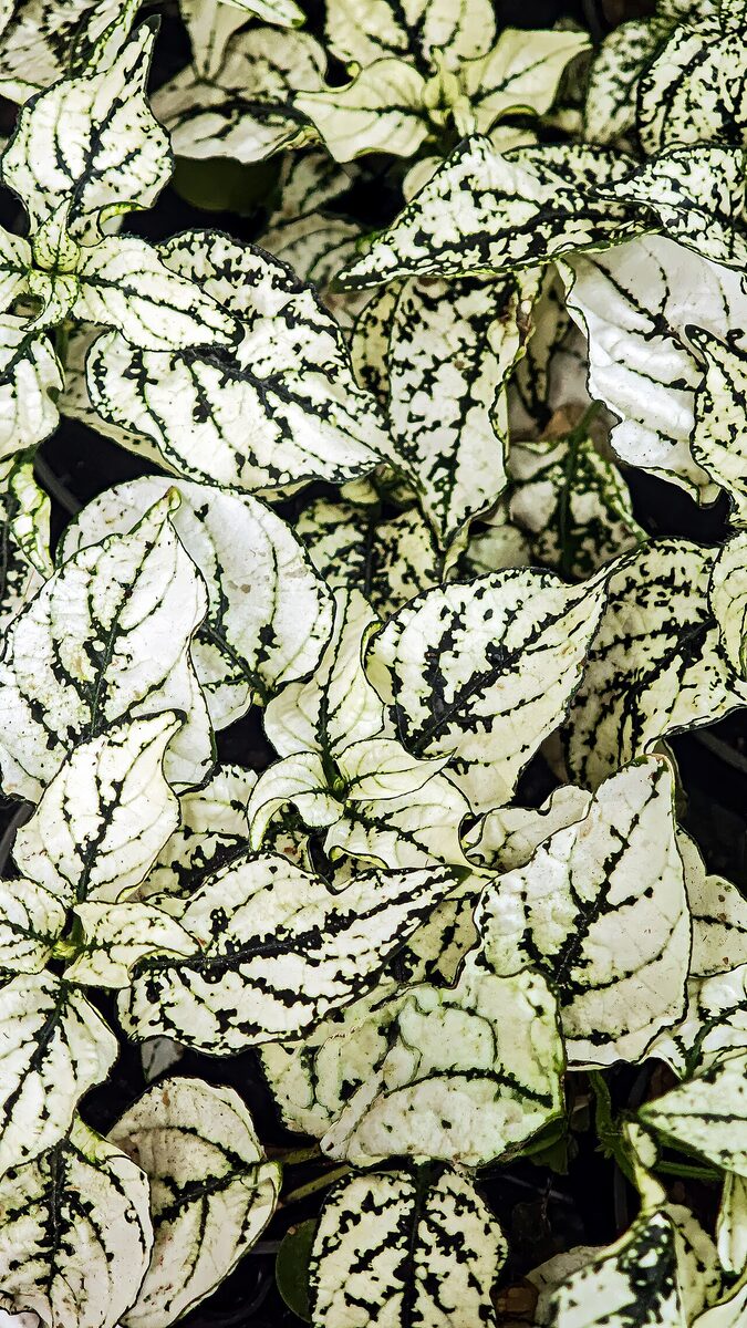 Гипоэстес (Hypoestes phyllostachya) — внешний вид растения