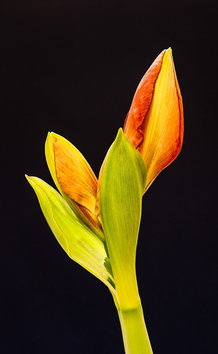 Гиппеаструм (Hippeastrum) — внешний вид растения