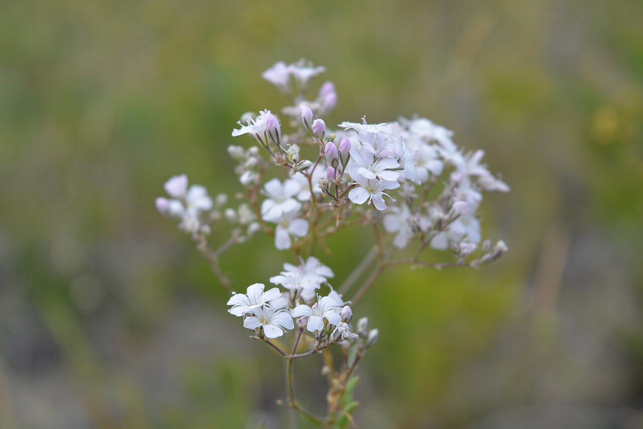 Гипсофила (Gypsophila) — внешний вид растения