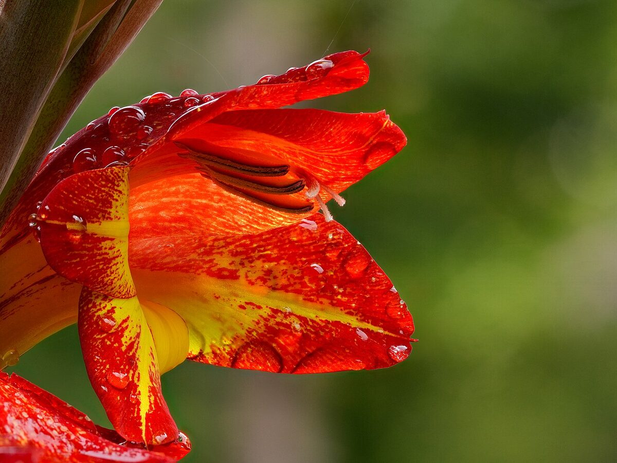 Гладиолус (Gladiolus) — внешний вид растения