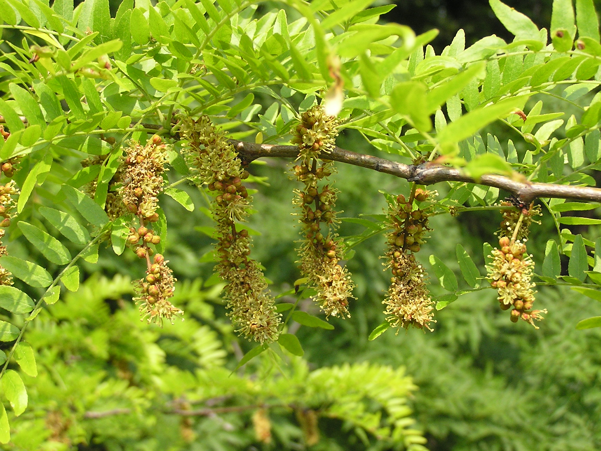Гледичия трёхколючковая (Gleditsia triacanthos) — внешний вид растения