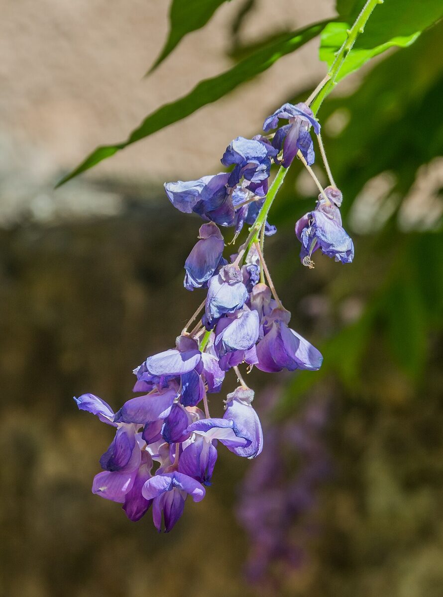 Глициния (Wisteria sinensis) — внешний вид растения