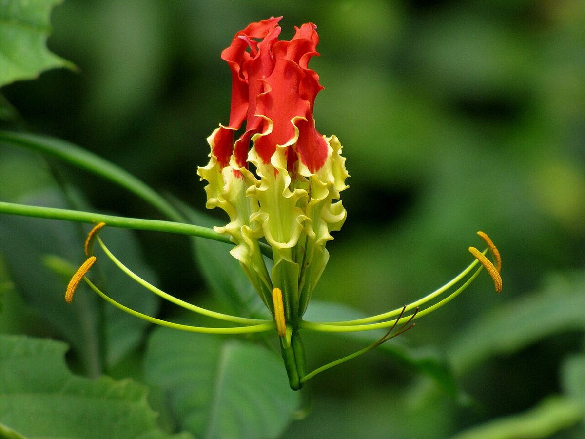 Глориоза (Gloriosa superba) — внешний вид растения