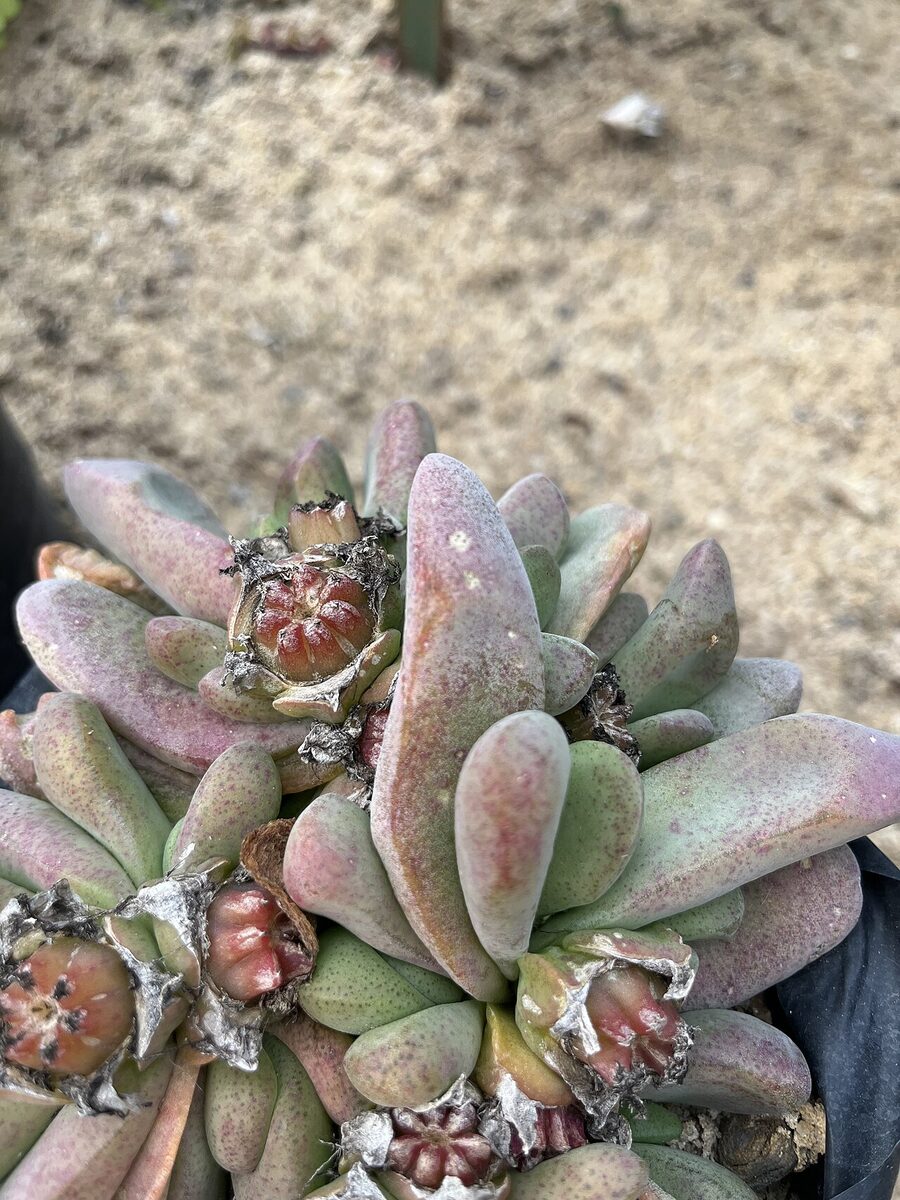 Глоттифиллум (Glottiphyllum) — внешний вид растения