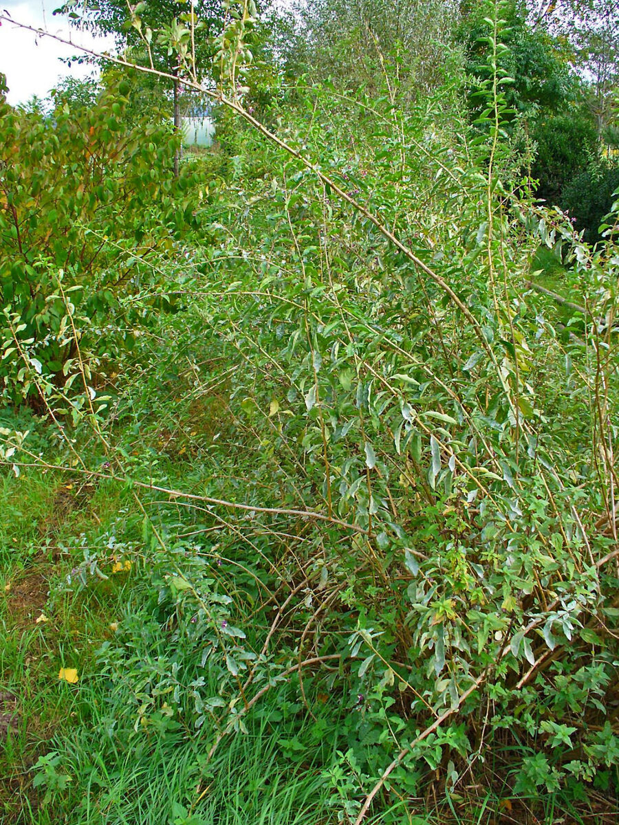 Годжи (Lycium barbarum) — внешний вид растения