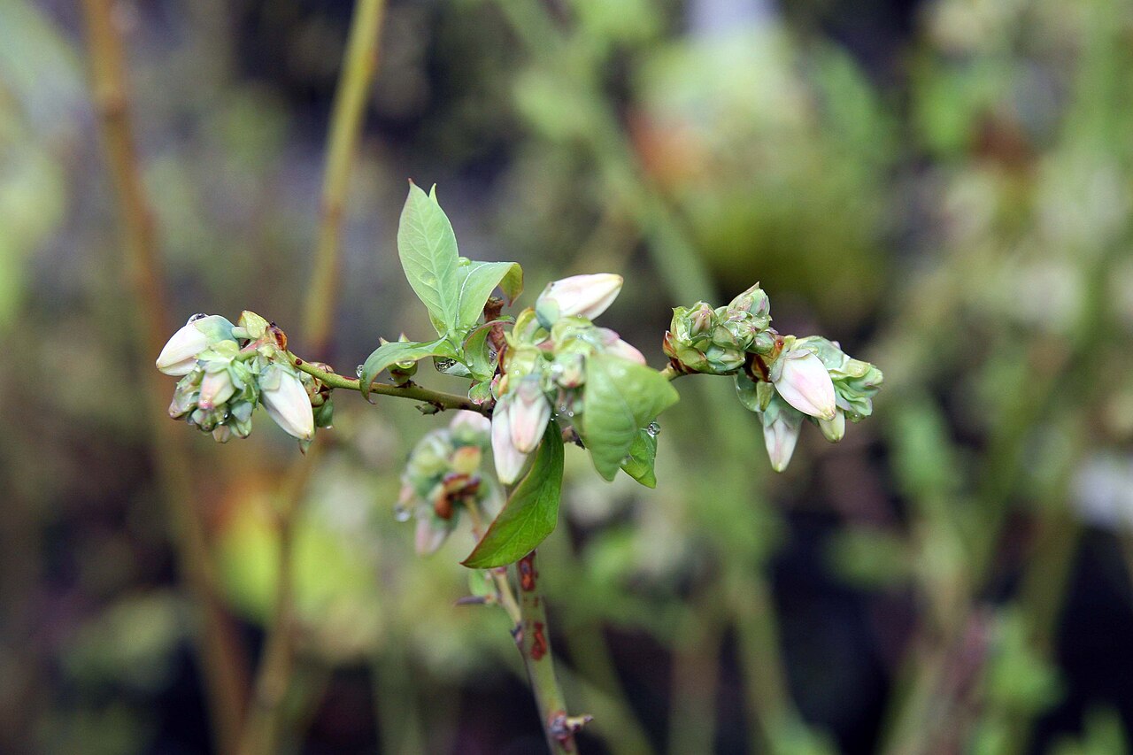 Ветка голубики Блюкроп (Vaccinium corymbosum 'Bluecrop') с розово-белыми цветочными почками и молодыми листьями ранней весной