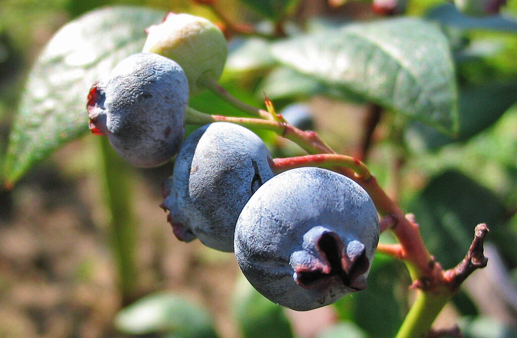 Голубика (Vaccinium corymbosum) — внешний вид растения