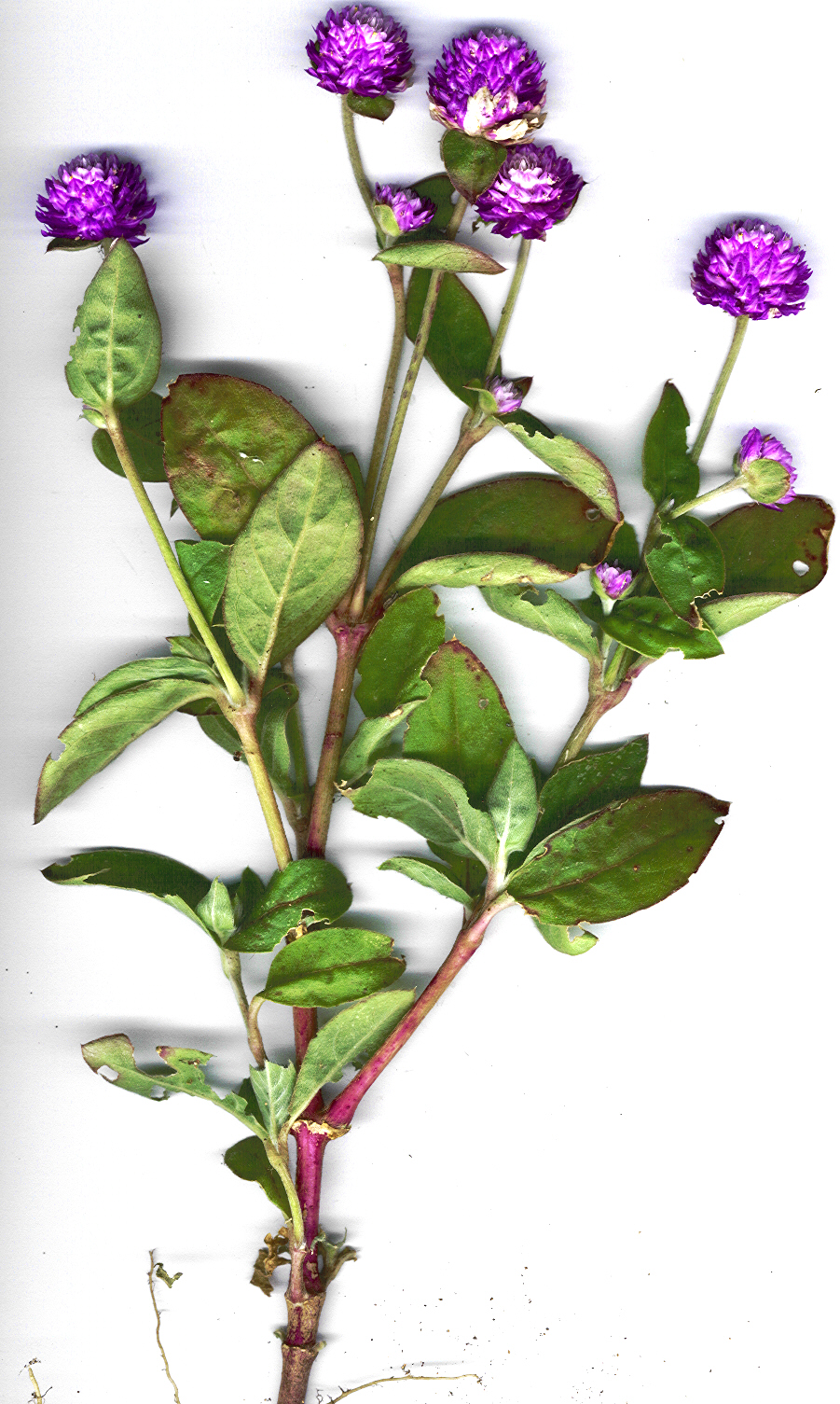 Гомфрена (Gomphrena globosa) — внешний вид растения