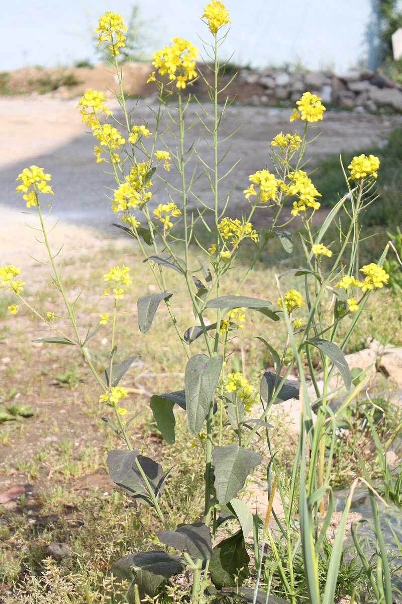 Горчица салатная (Brassica juncea) — внешний вид растения