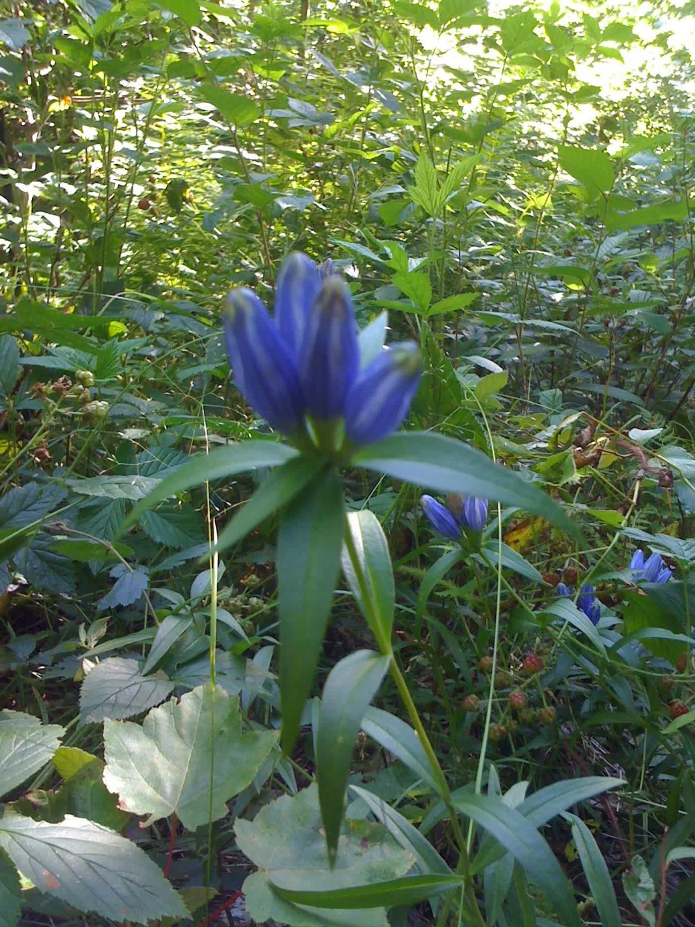Горечавка Эндрюса (Gentiana andrewsii) — нераскрывающиеся синие цветки-бутылочки