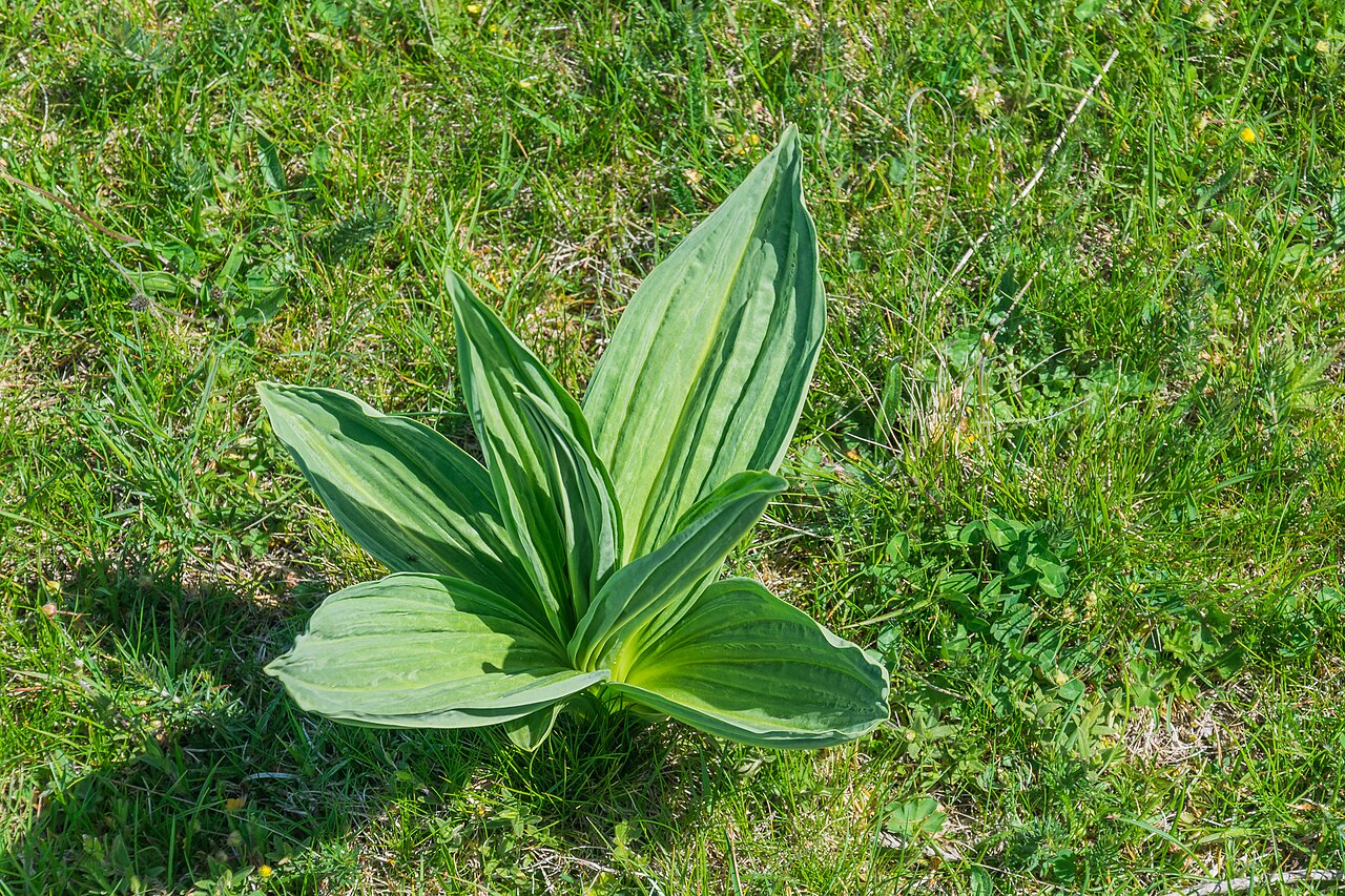 Горечавка (Gentiana) — внешний вид растения