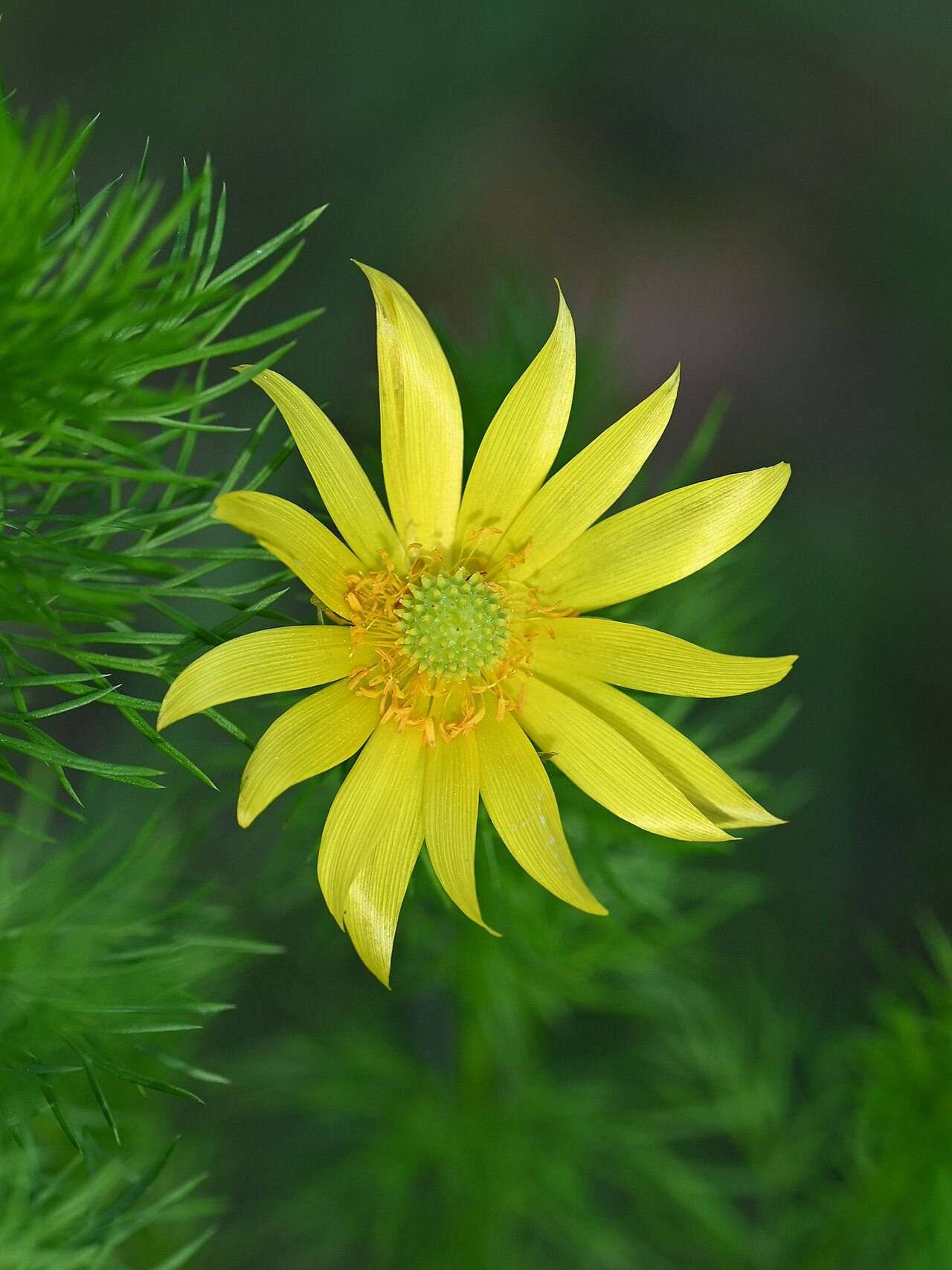 Горицвет (Adonis) — внешний вид растения