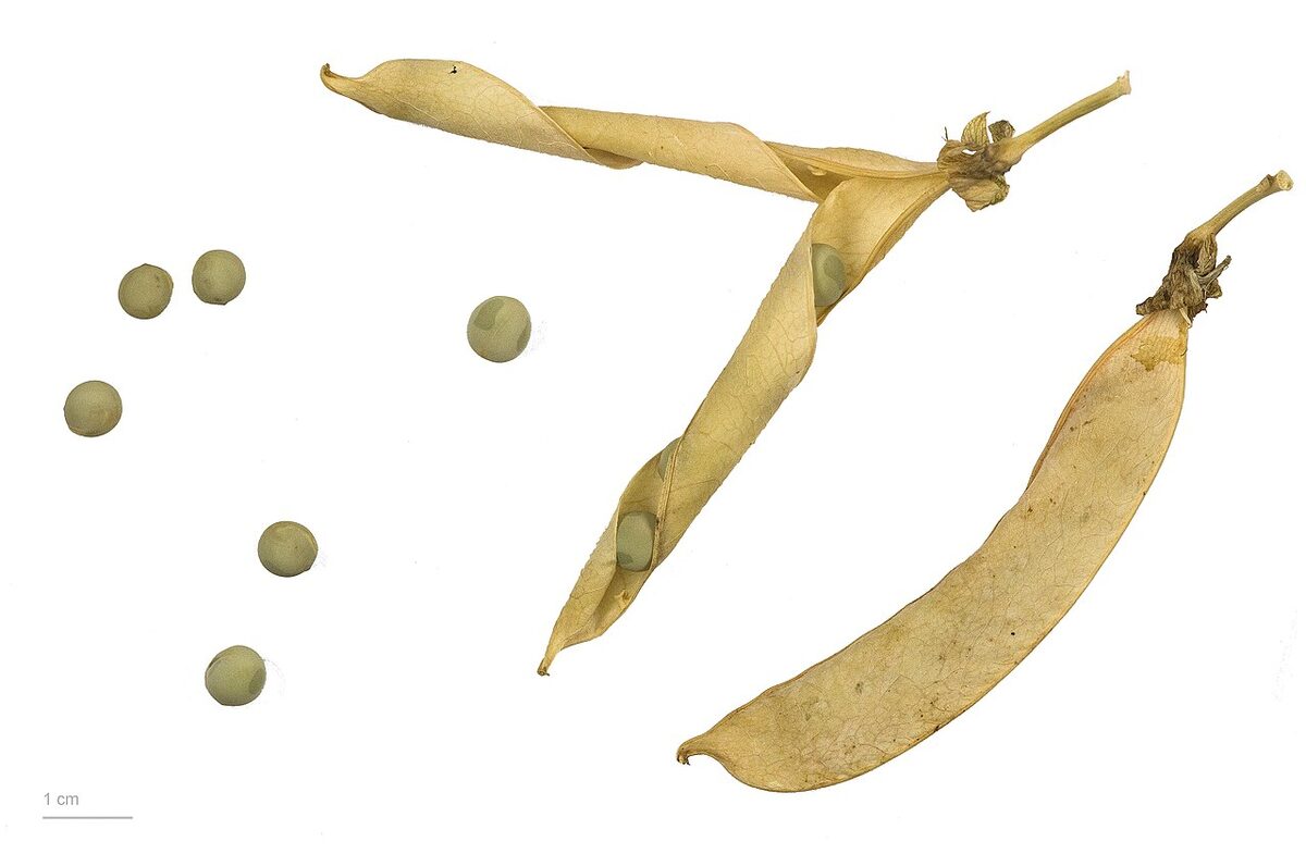 Горох (Pisum sativum) — внешний вид растения