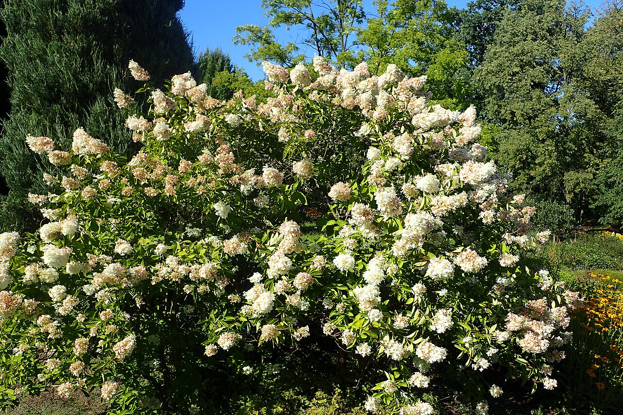 Гортензия метельчатая Грандифлора (Hydrangea paniculata 'Grandiflora') — взрослый раскидистый куст, усыпанный кремово-белыми метёлками