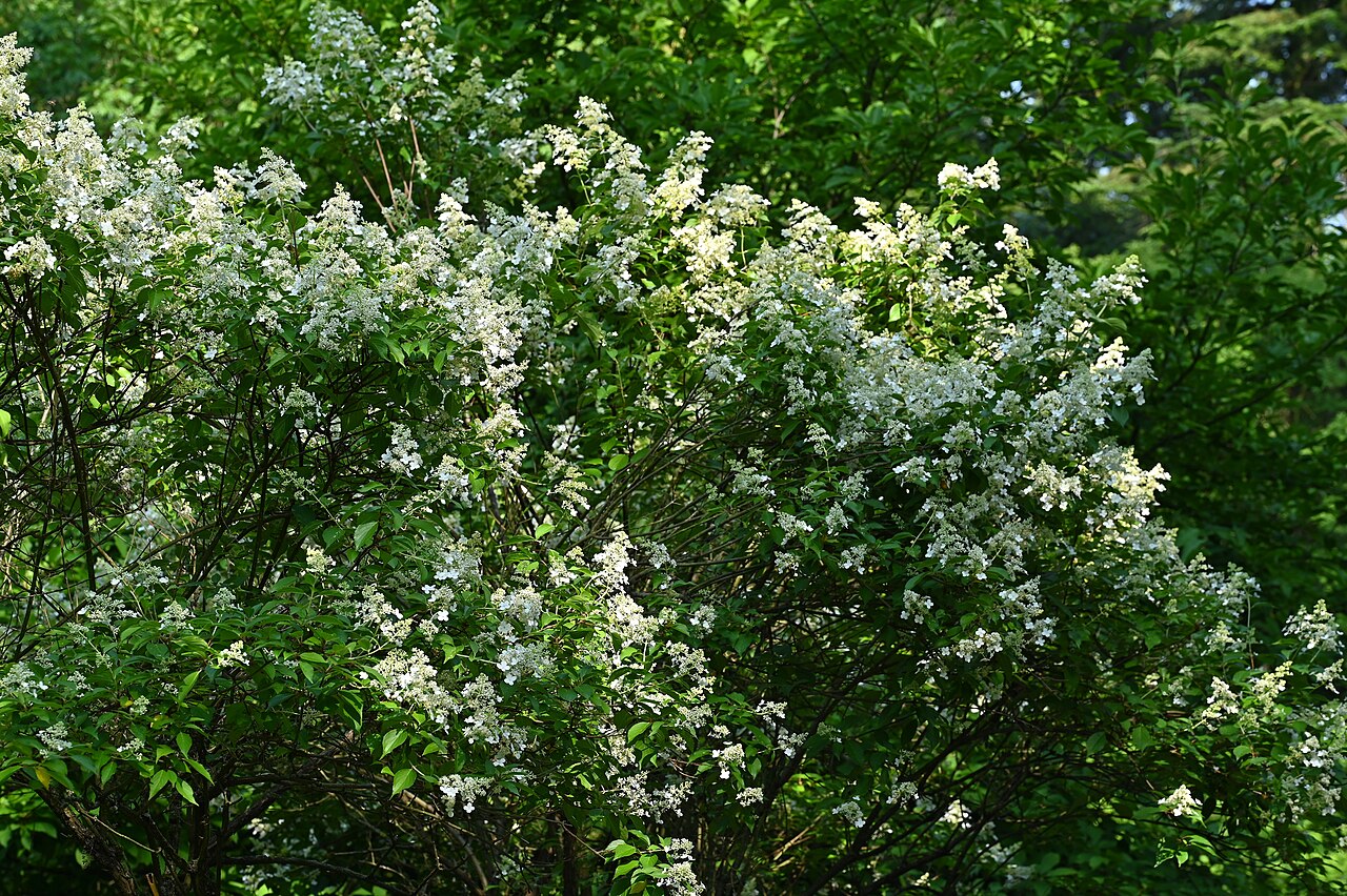 Гортензия метельчатая Киушу (Hydrangea paniculata 'Kyushu') — куст с белыми ажурными метёлками и глянцевыми тёмно-зелёными листьями