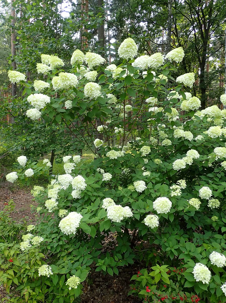 Гортензия метельчатая Лаймлайт (Hydrangea paniculata 'Limelight') — куст с прямостоячими лимонно-кремовыми конусовидными метёлками