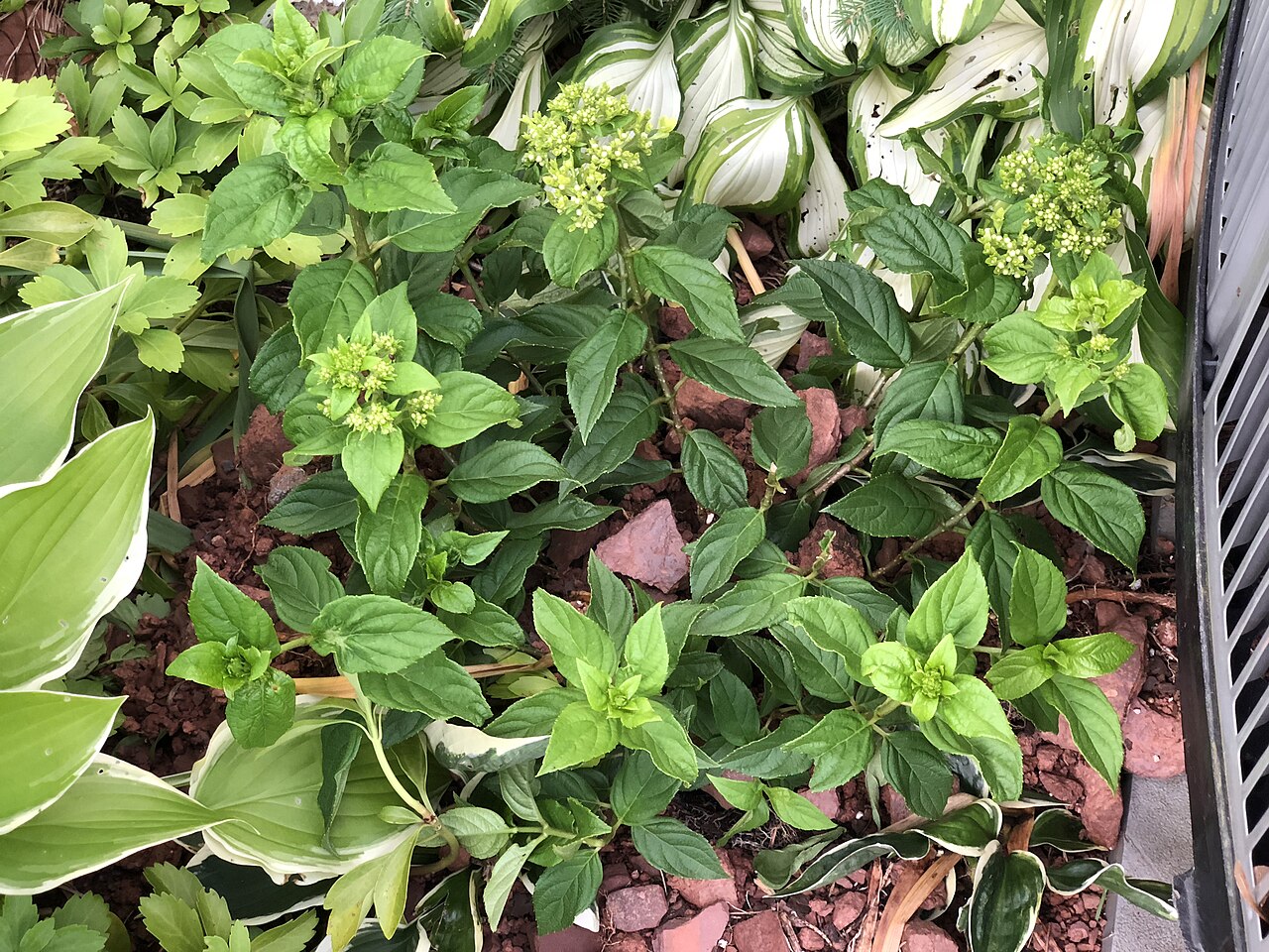 Гортензия метельчатая Литл Лайм (Hydrangea paniculata 'Jane') — низкий округлый куст с салатово-белыми метёлками у подъездной дороги