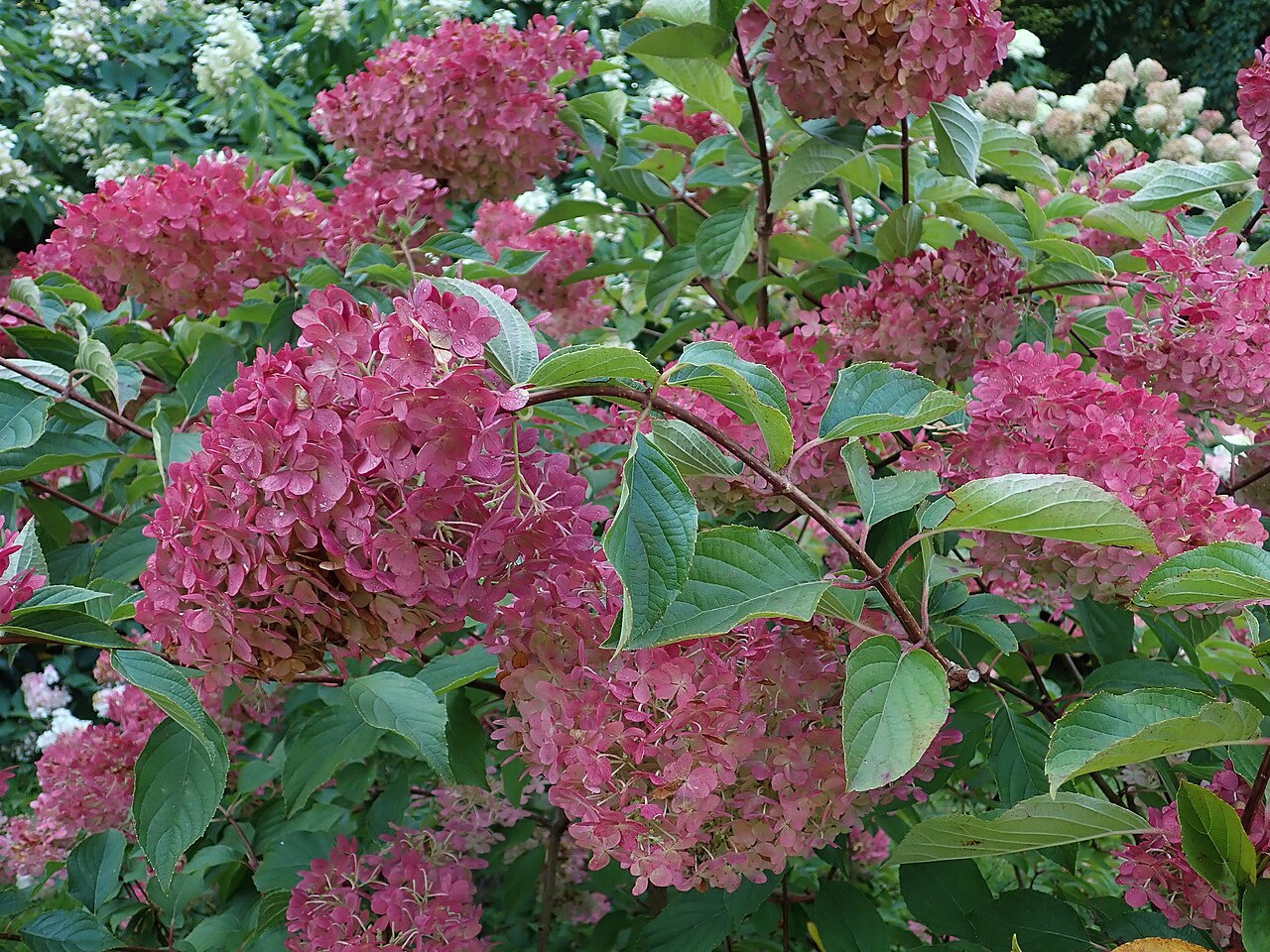 Гортензия метельчатая Сандей Фрайз (Hydrangea paniculata 'Sundae Fraise') — компактный куст с белыми и розовеющими коническими метёлками