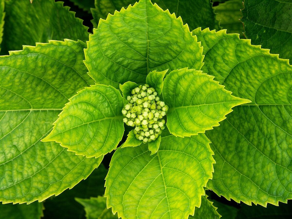 Гортензия (Hydrangea) — внешний вид растения