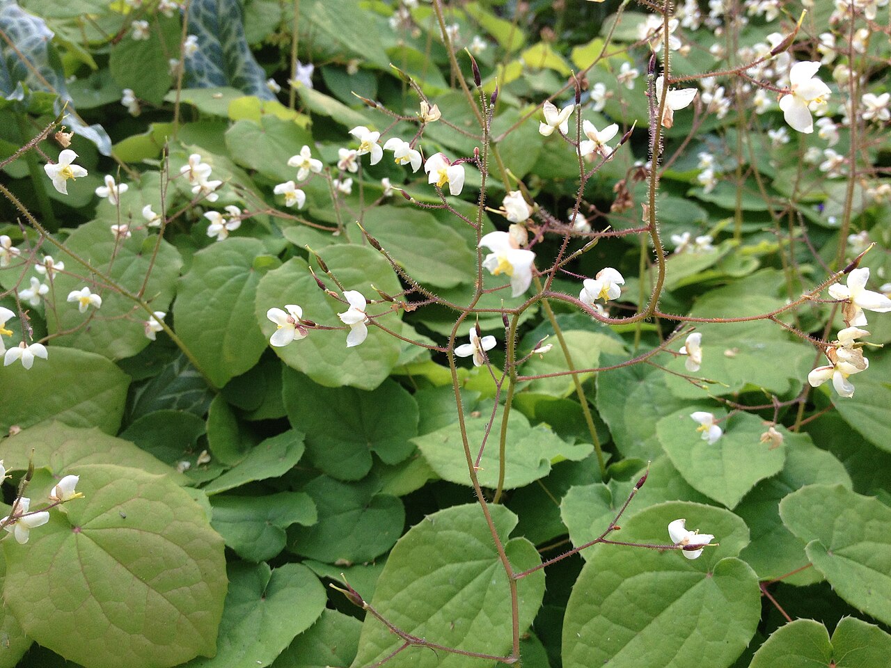 Горянка (Epimedium) — внешний вид растения