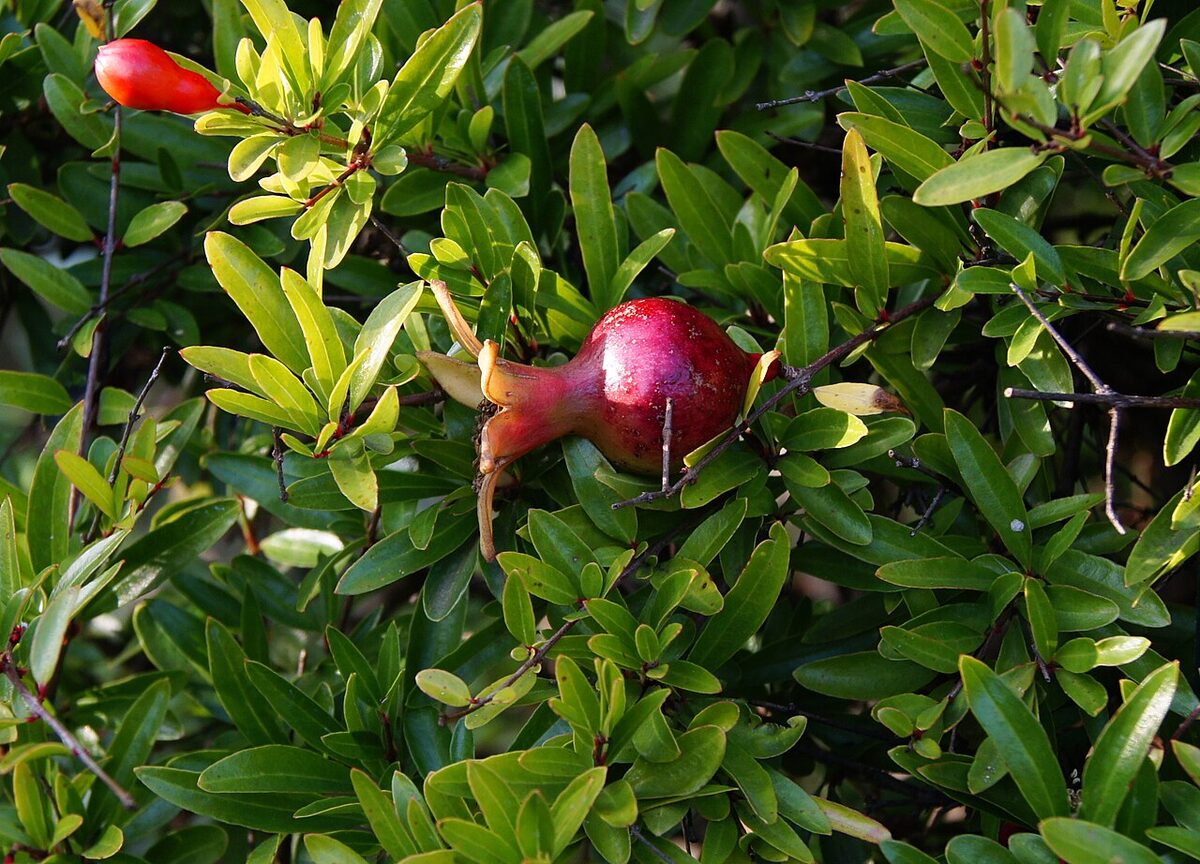Гранат комнатный (Punica granatum nana) — внешний вид растения