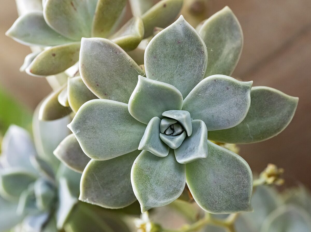 Граптопеталум (Graptopetalum) — внешний вид растения