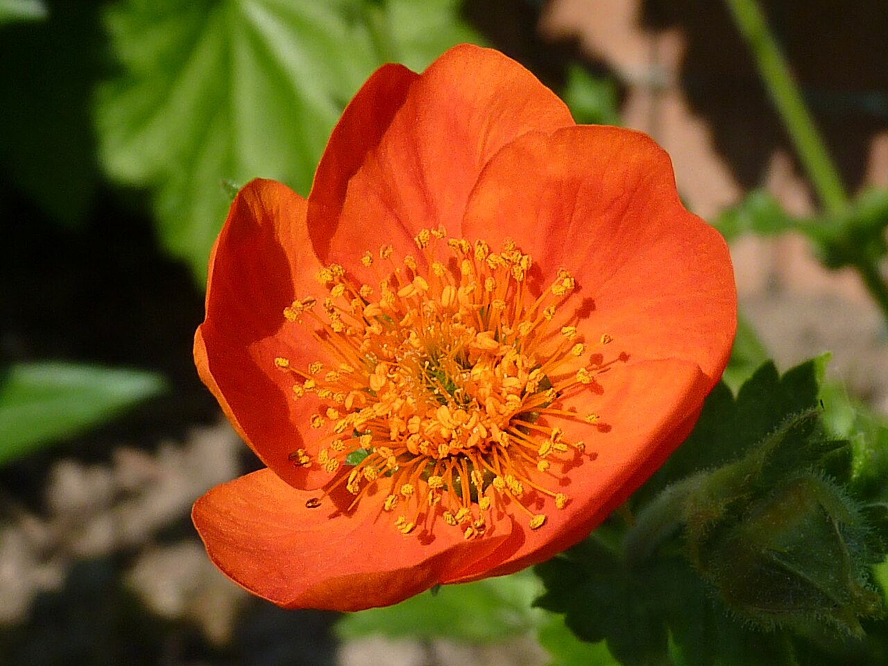 Гравилат (Geum) — внешний вид растения