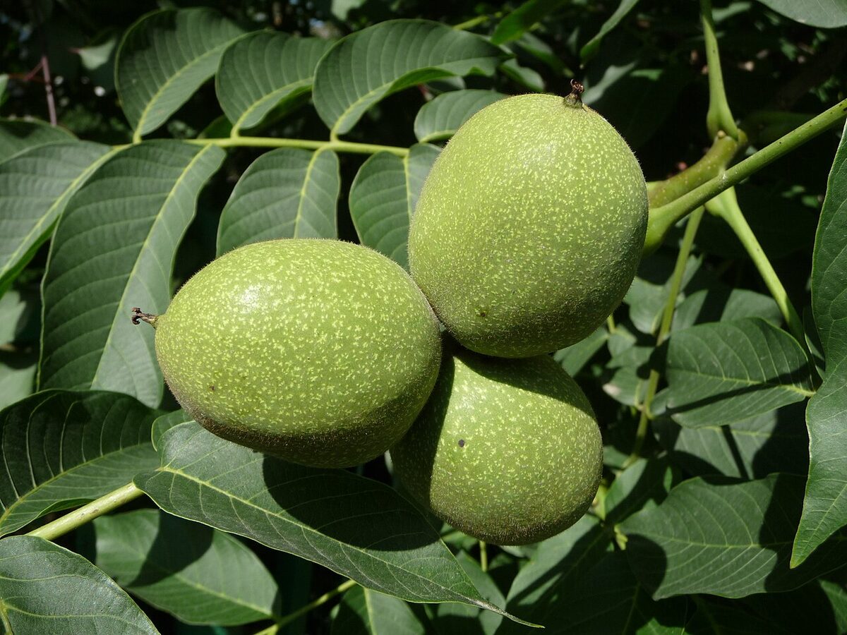 Грецкий орех (Juglans regia) — внешний вид растения