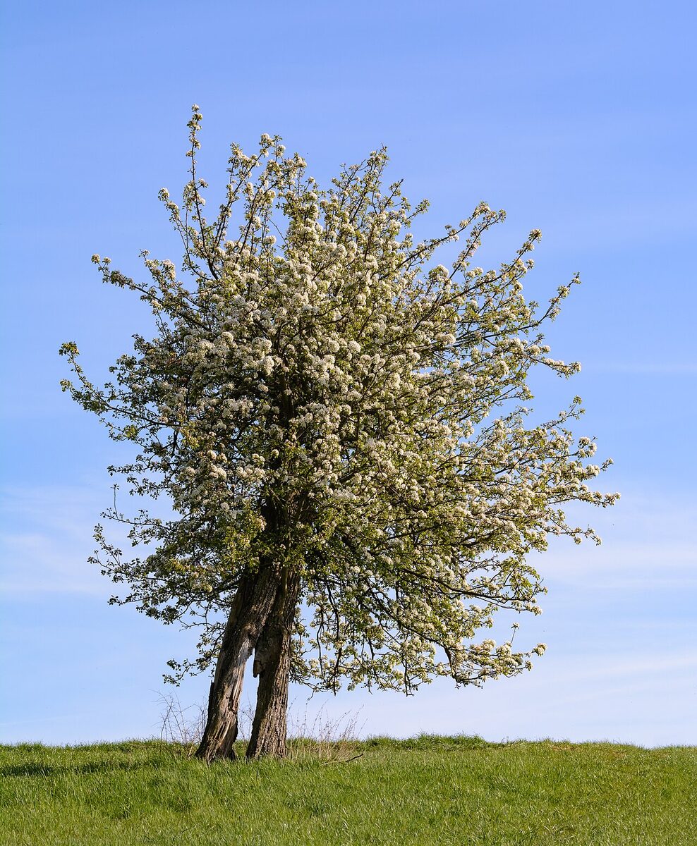 Груша (Pyrus communis) — внешний вид растения