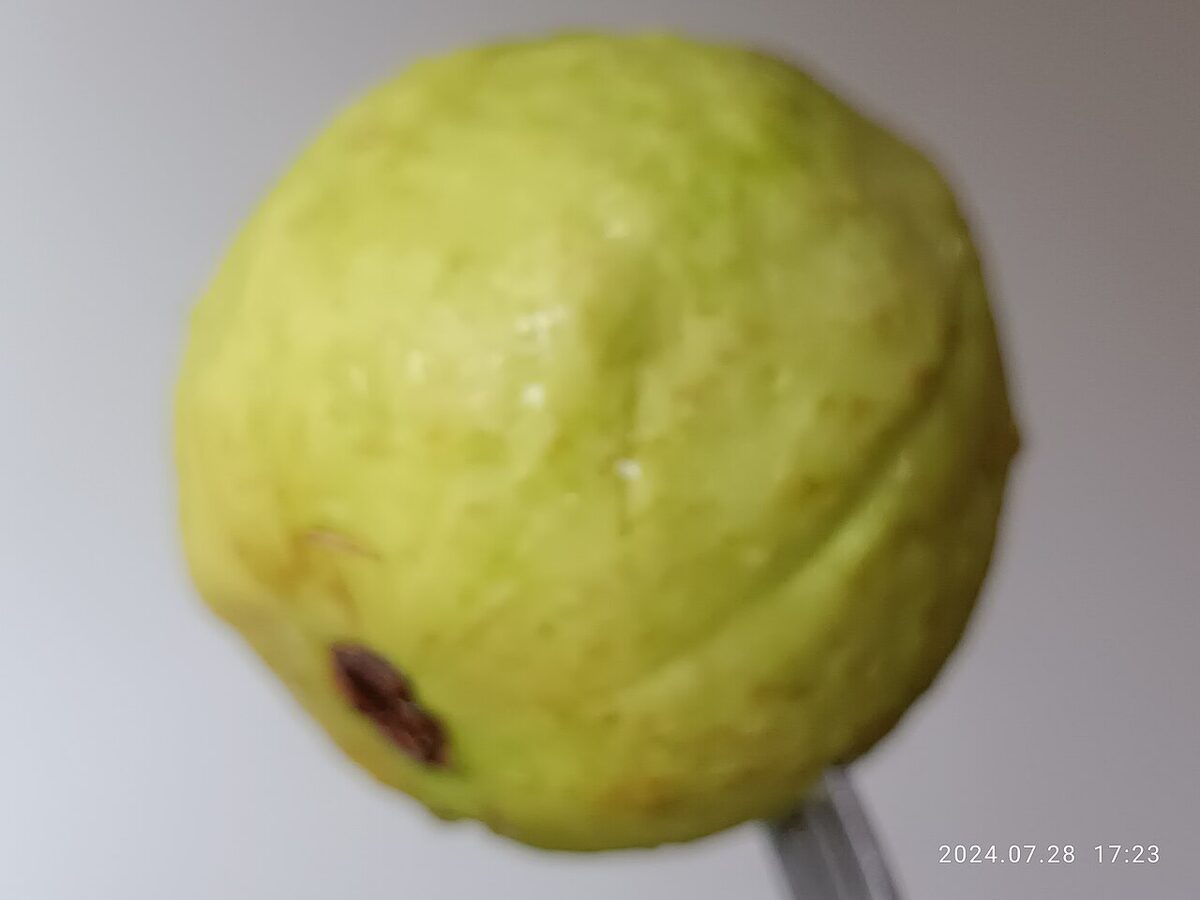 Гуава (Psidium guajava) — внешний вид растения