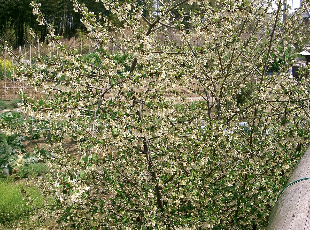 Гуми (Elaeagnus multiflora) — внешний вид растения