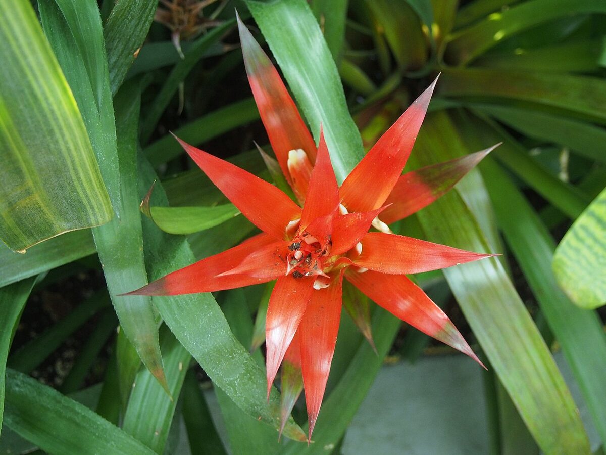 Гузмания (Guzmania) — внешний вид растения