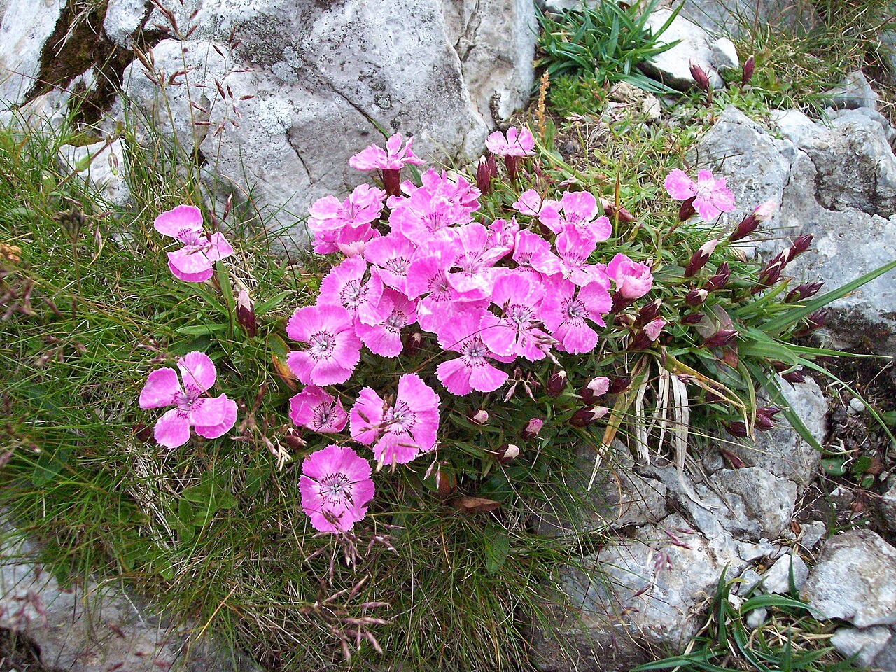 Гвоздика альпийская (Dianthus alpinus) — внешний вид растения