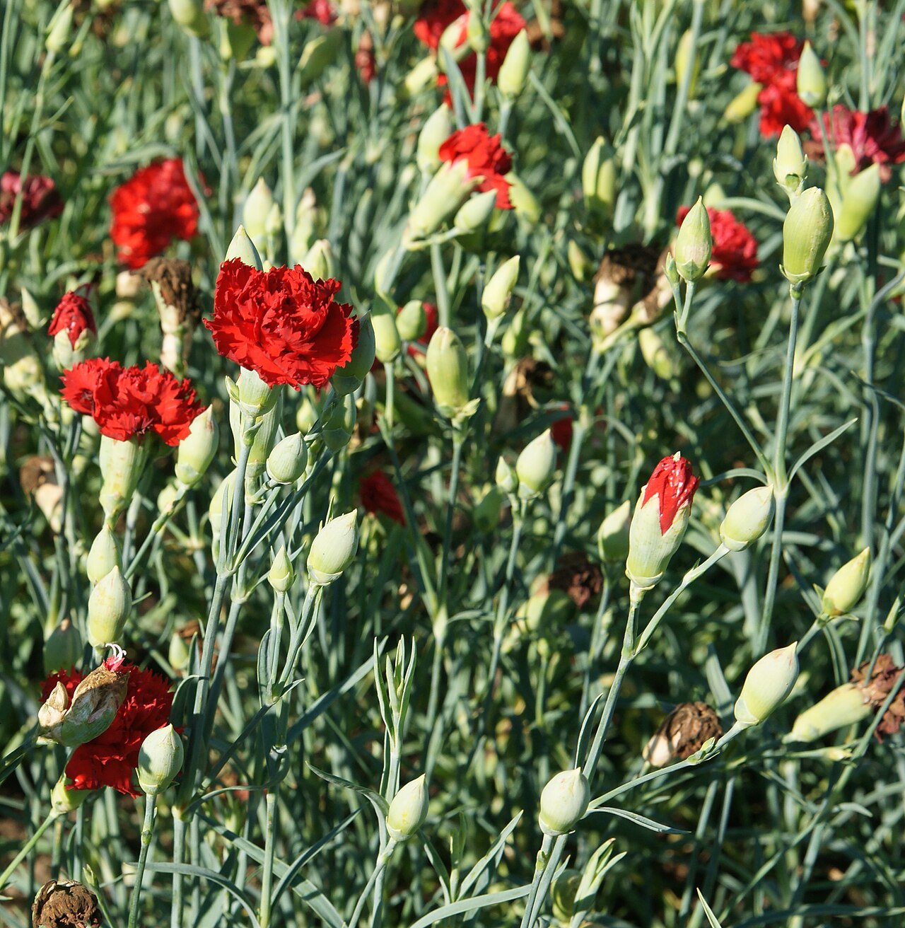 Гвоздика Шабо (Dianthus caryophyllus) — внешний вид растения