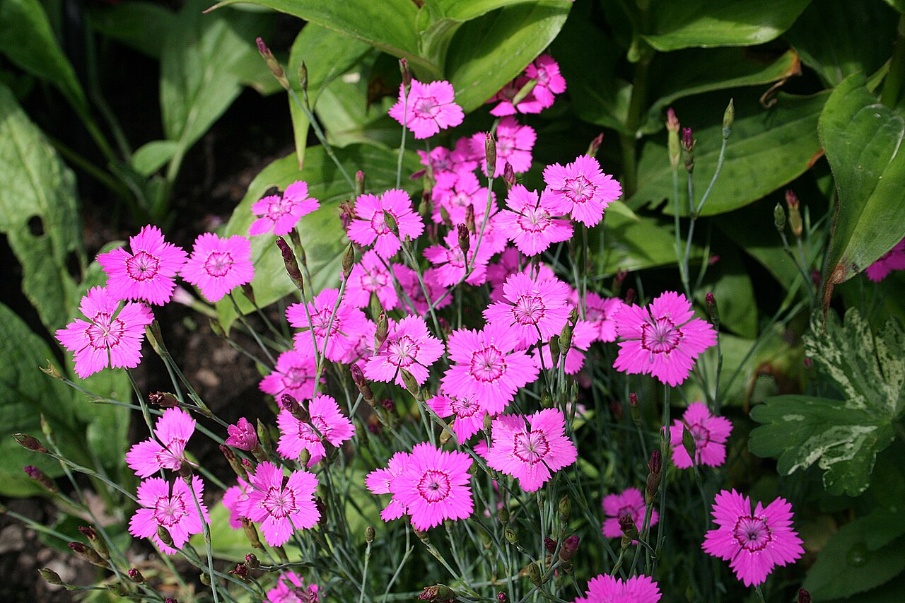 Гвоздика-травянка (Dianthus deltoides) — внешний вид растения