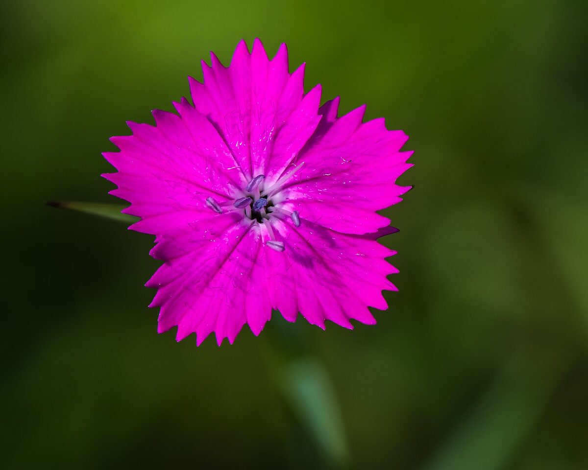 Гвоздика садовая (Dianthus) — внешний вид растения