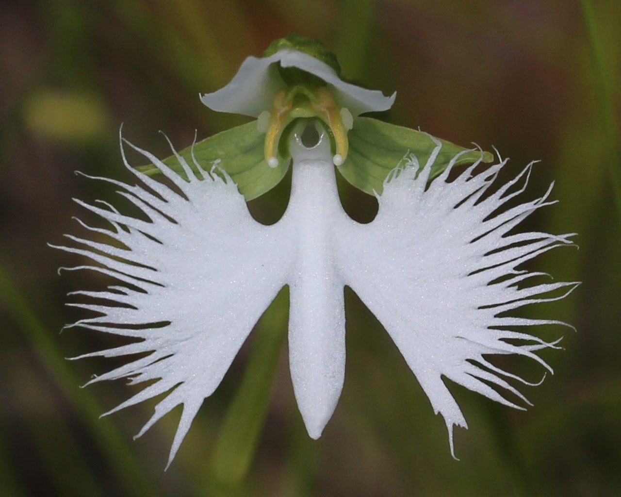 Хабенария радиата (Habenaria radiata) — бахромчатый цветок в форме летящей белой цапли
