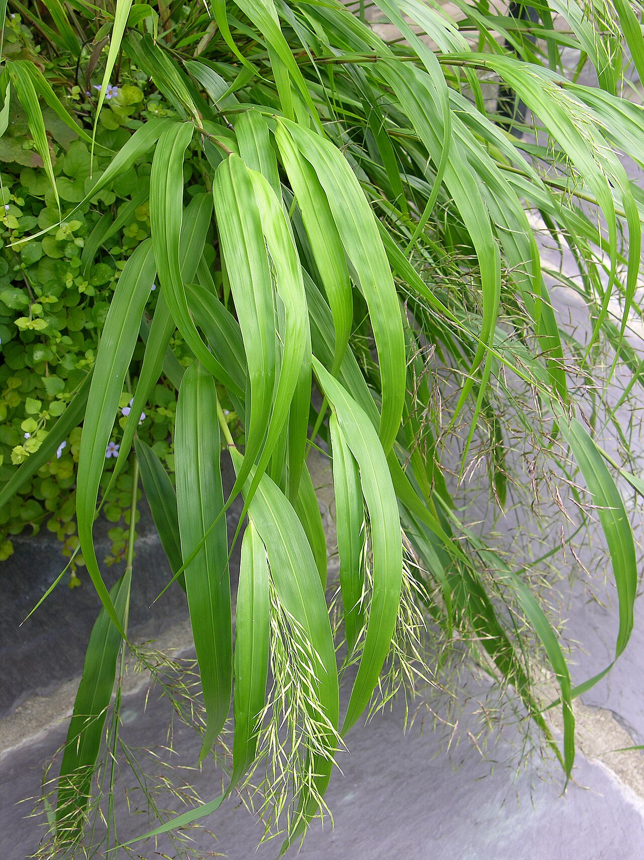 Хаконехлоа (Hakonechloa macra) — внешний вид растения