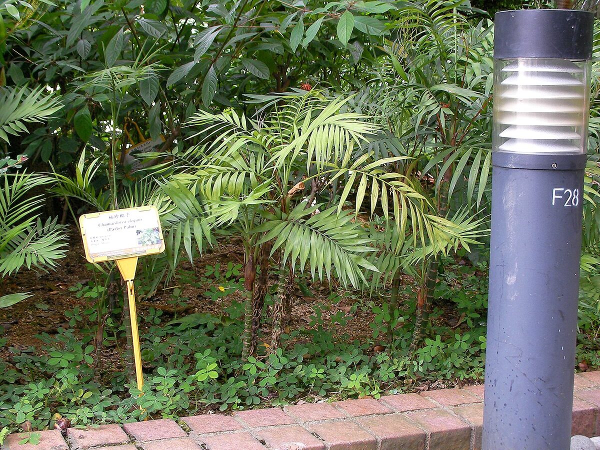 Хамедорея (Chamaedorea elegans) — внешний вид растения