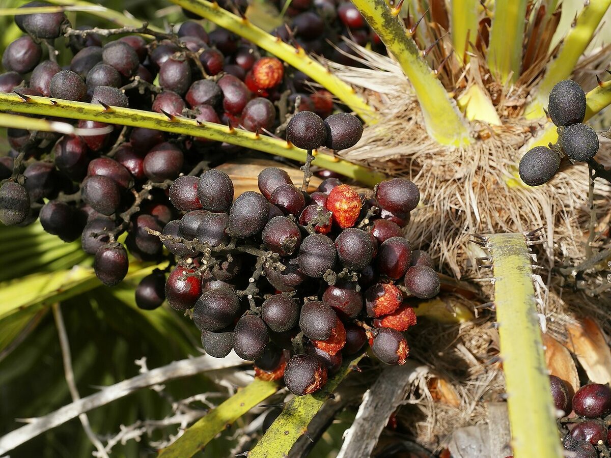 Хамеропс (веерная пальма) (Chamaerops humilis) — внешний вид растения