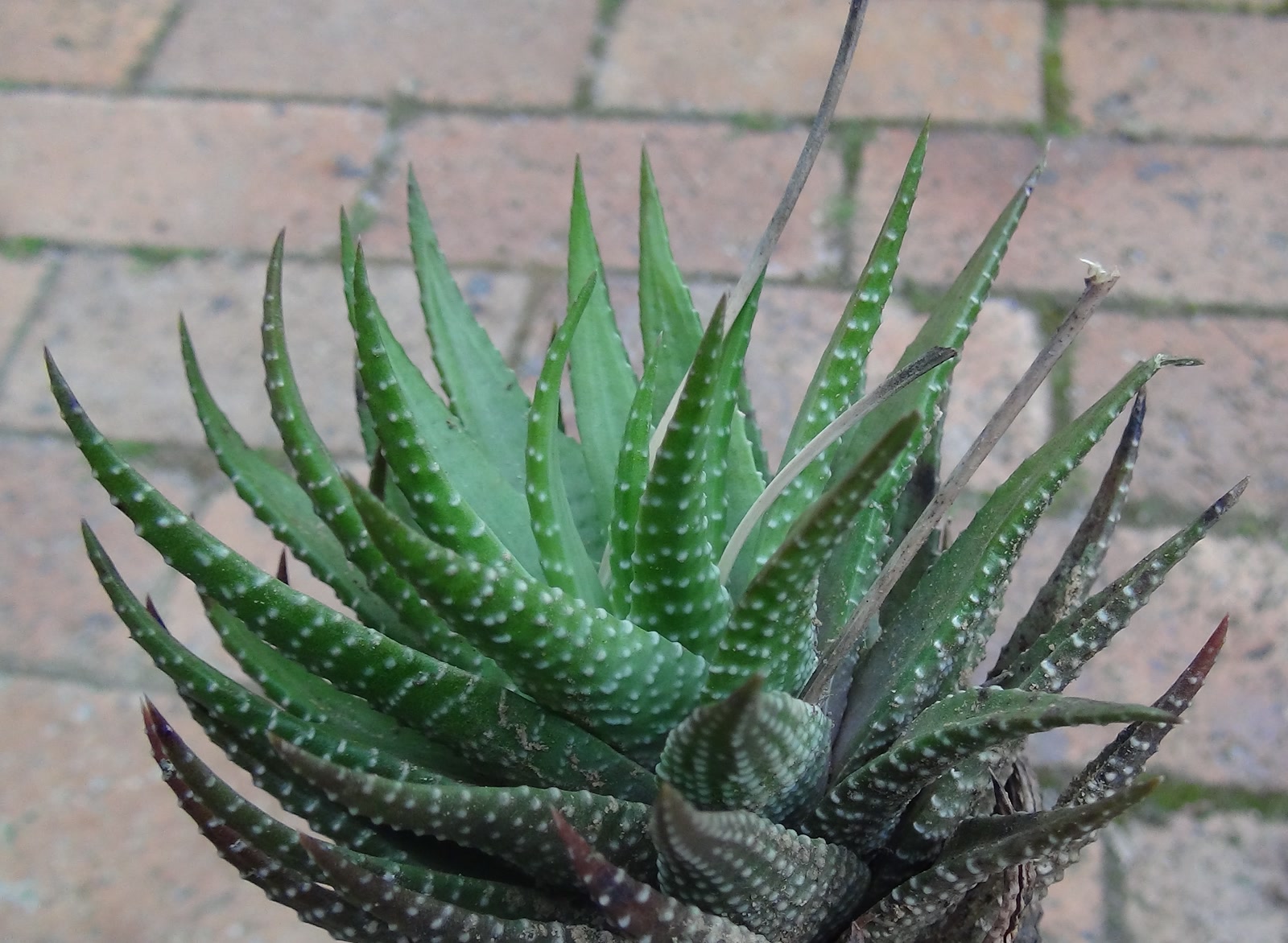 Хавортия полосатая (Haworthia fasciata) — внешний вид растения