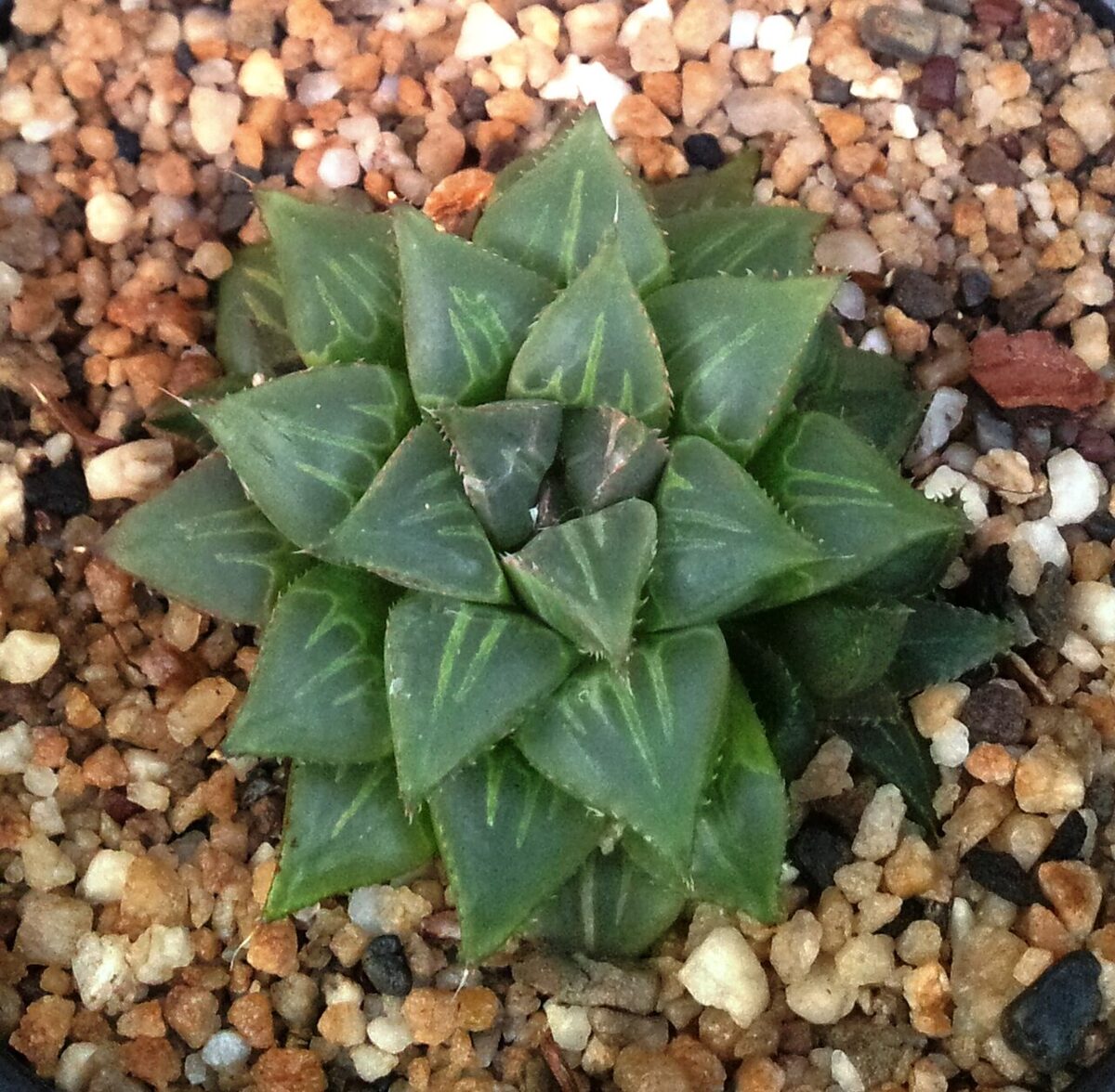 Хавортия (Haworthia) — внешний вид растения