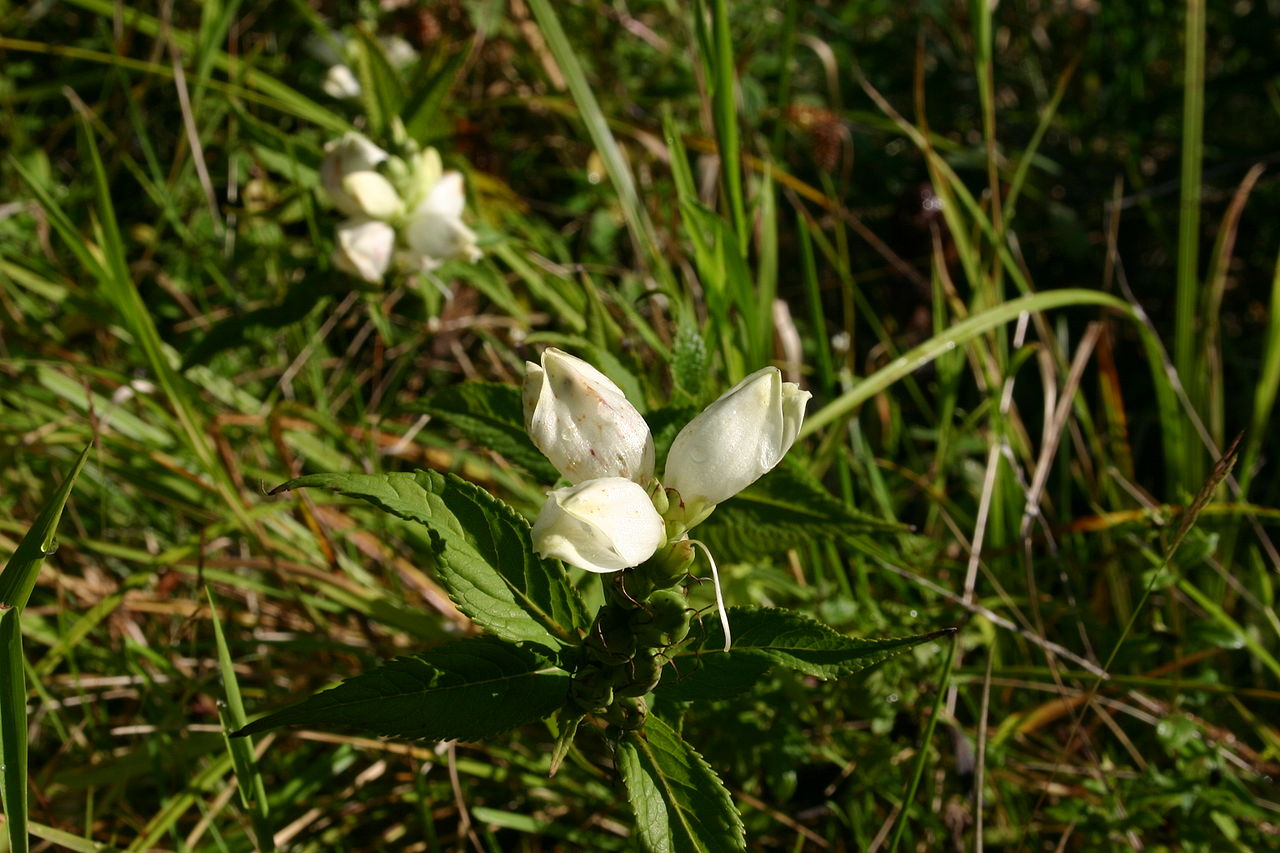Хелоне (Chelone) — внешний вид растения