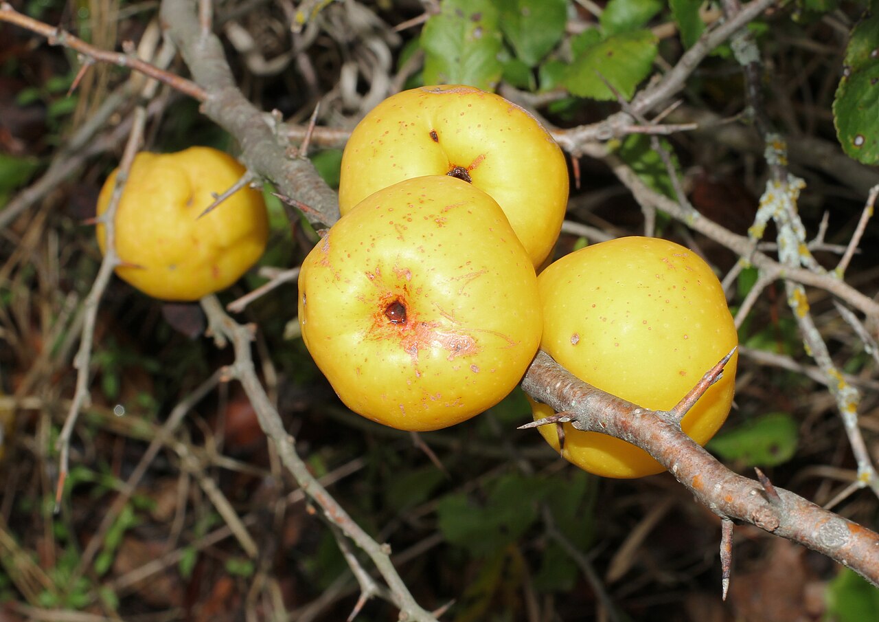 Хеномелес (Chaenomeles japonica) — внешний вид растения