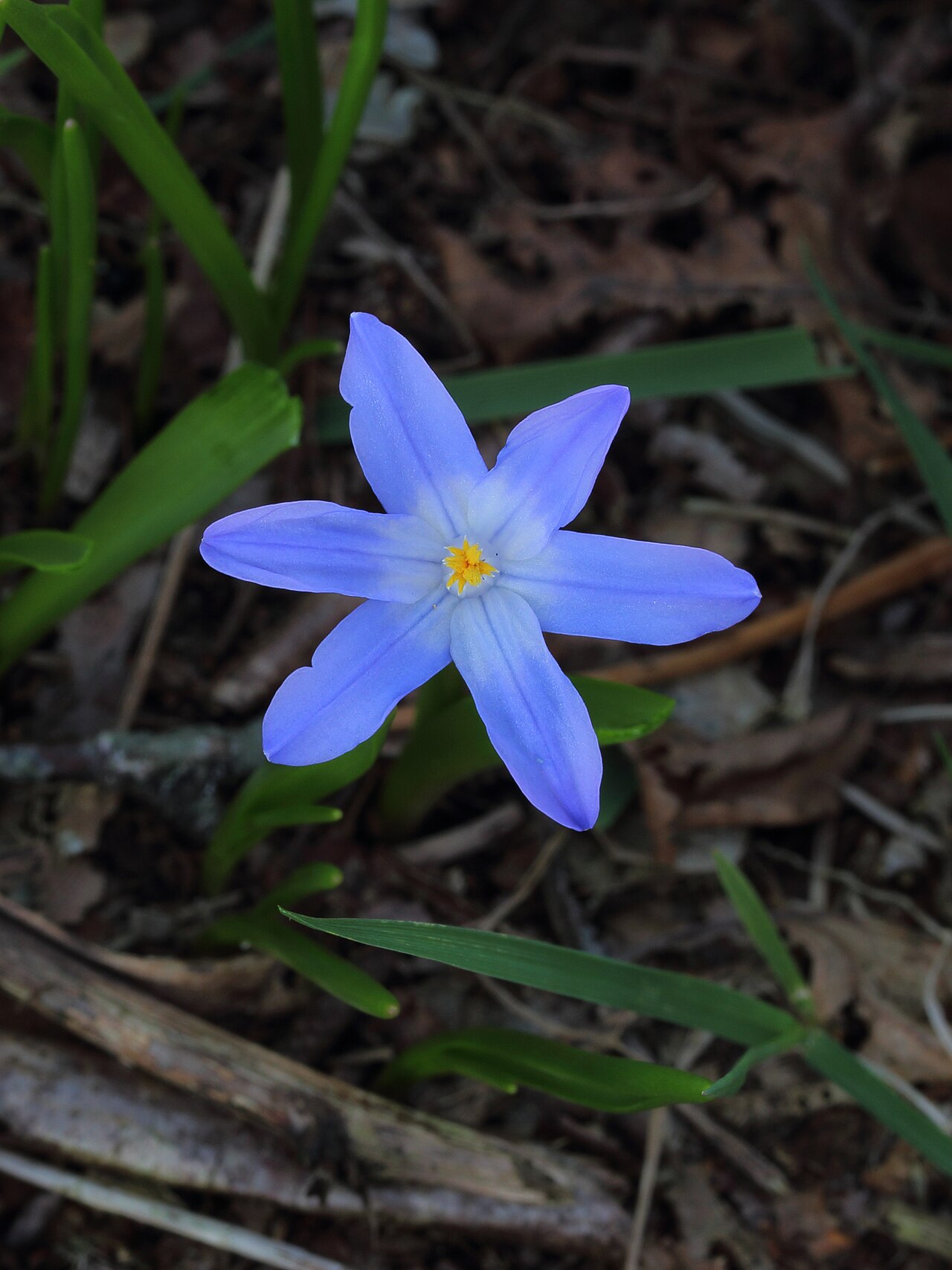 Хионодокса (Chionodoxa) — внешний вид растения