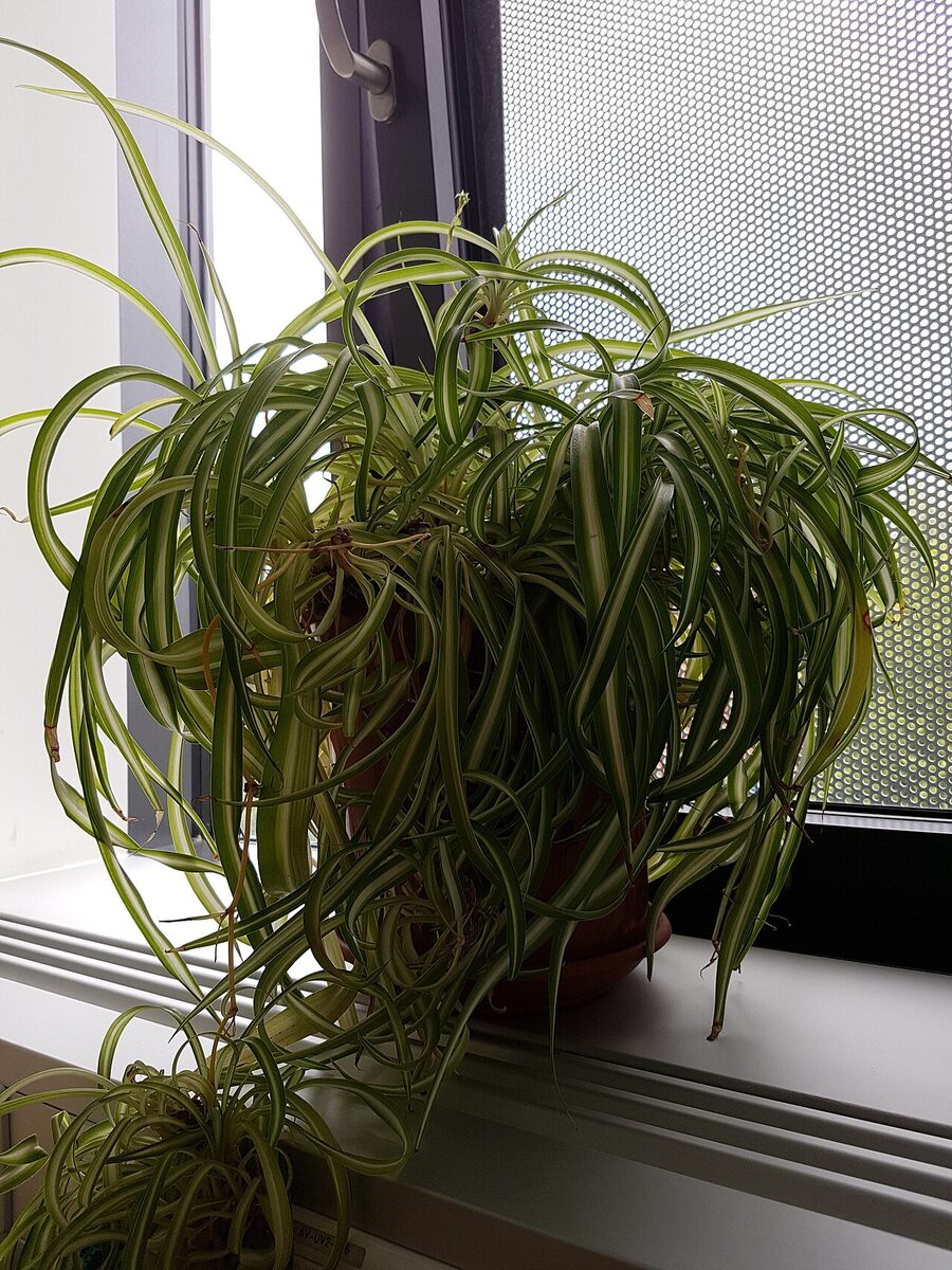 Хлорофитум хохлатый (Chlorophytum comosum) с дугообразными полосатыми листьями в горшке