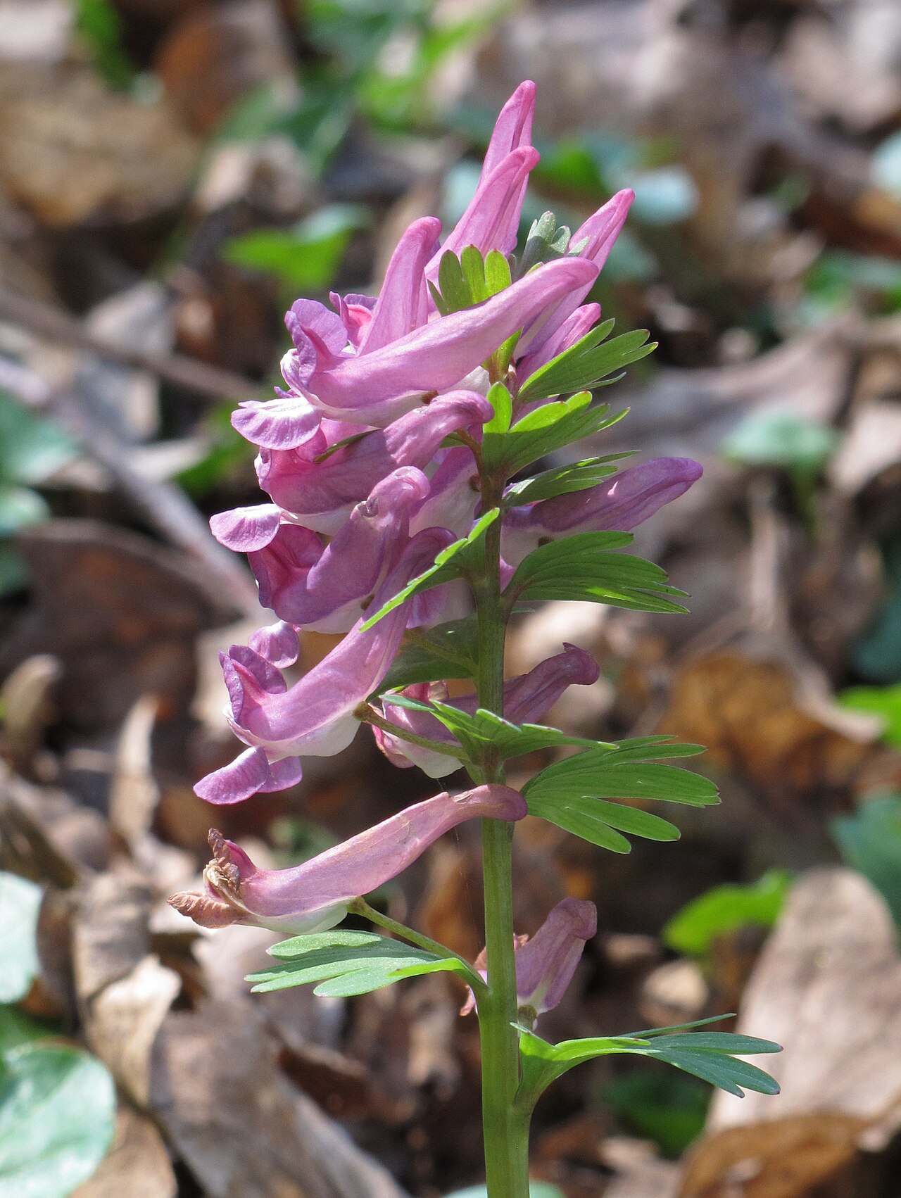 Хохлатка (Corydalis) — внешний вид растения