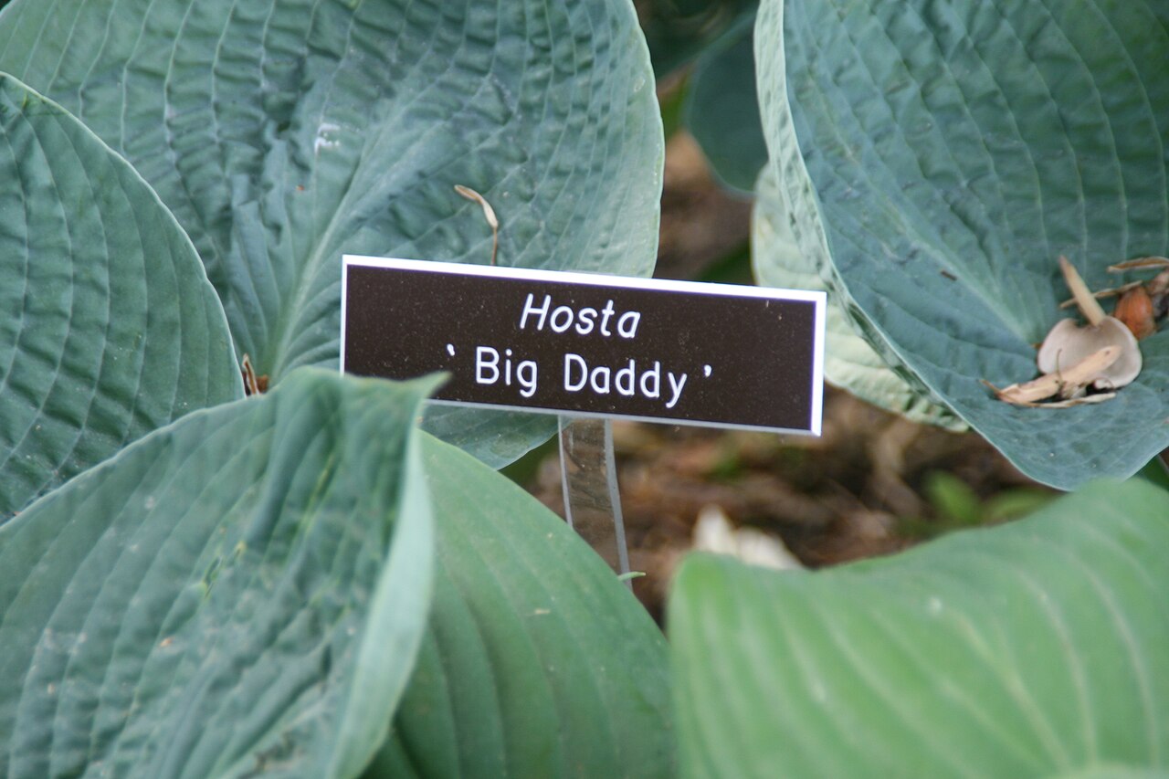 Хоста Биг Дэдди (Hosta 'Big Daddy') — голубые чашеобразные листья с гофрировкой