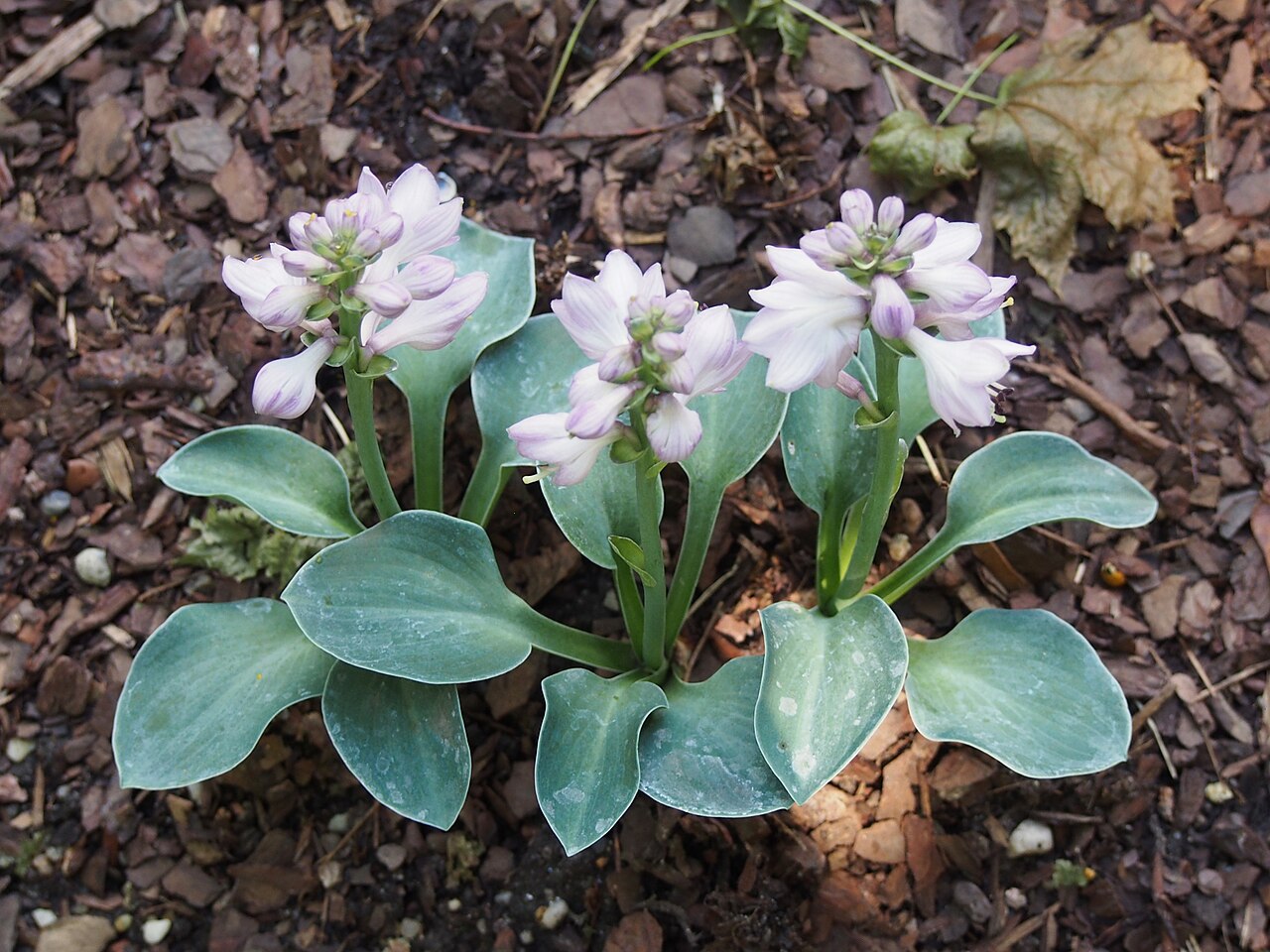 Хоста Блю Маус Иарс (Hosta 'Blue Mouse Ears') — миниатюрный куст с толстыми округлыми голубыми листьями